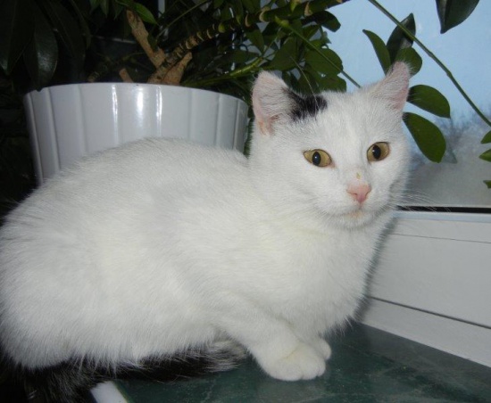 Delikatna Bianca