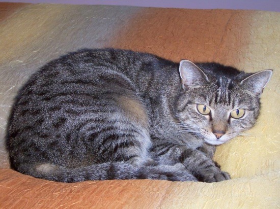 Biedna Kicia
