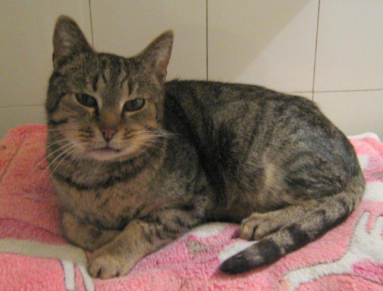 Kitek Wólczański