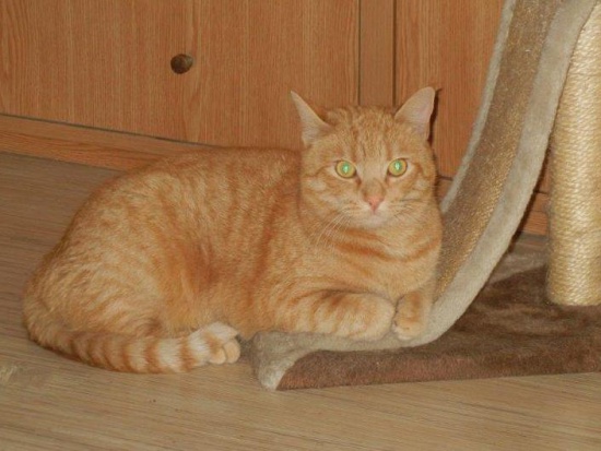 Ruda Martynka
